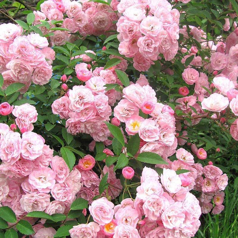 Хэвенли Пинк (Heavenly Pink) - Мускусные розы - Розы - Каталог